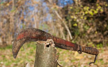 Yıkılan ağaç içinde keskin pala