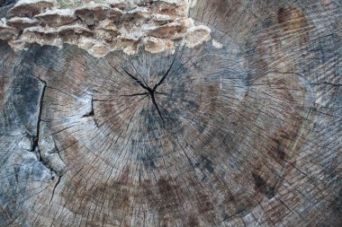 Ahşap stili arka plan boşa 