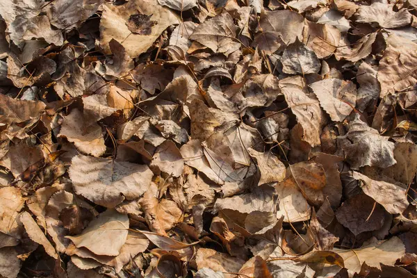 Kahverengi ve kuru yerde yaprak 