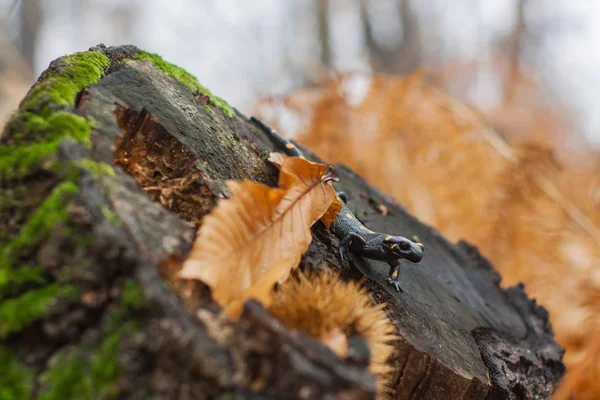 Lizzard deitado em cânhamo velho longe na floresta cercada por laranja — Fotografia de Stock