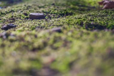 Yeşil yosun ağaç gölgeler tarafından çevrili orman çim