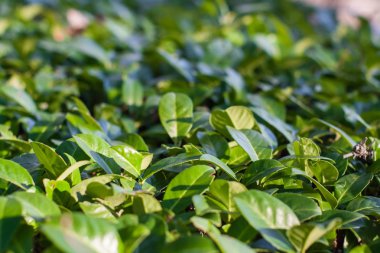 yeşil bitki yaprakları kapatmak