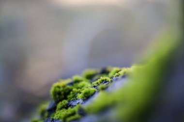 Yeşil yosun güneşli havalarda ağaç üzerinde 