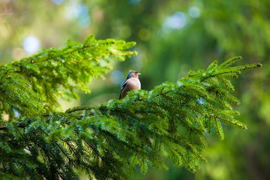 Cephane popo üzerinde