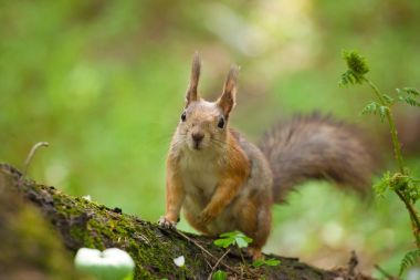 Cephane popo üzerinde