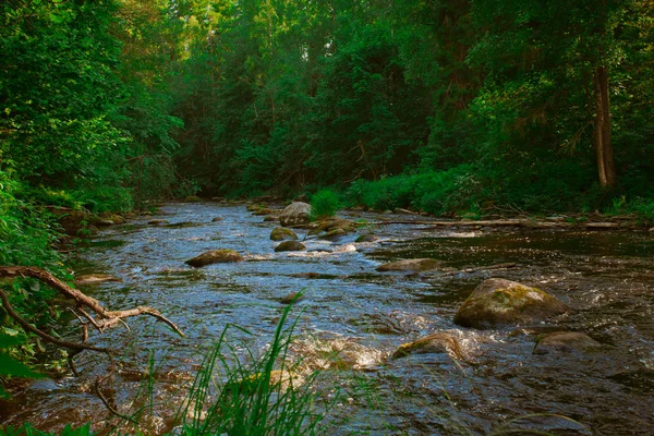 Río en el bosque del norte — Foto de Stock