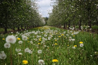 Dandelions armut ağaçları arasında büyüyen