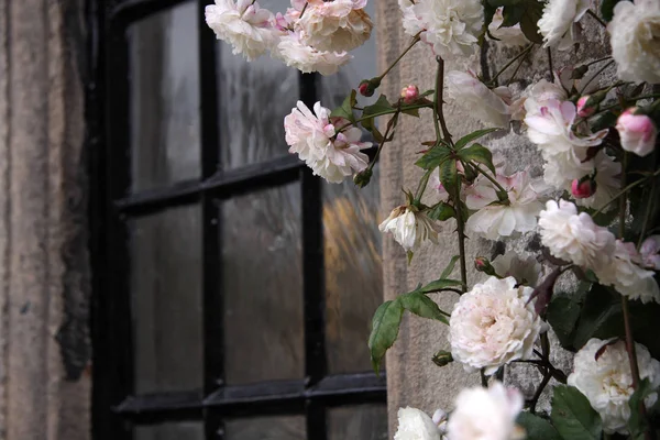 Pink white roses rambling around a window — Stock Photo, Image