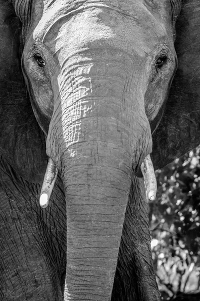 Gezicht van olifant — Stockfoto
