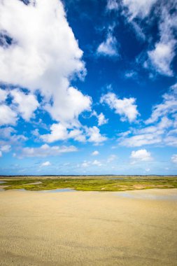 Arcachon basin parkta istiridye