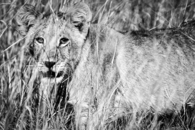 Şef adasında aslan