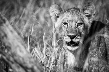 Şef adasında aslan