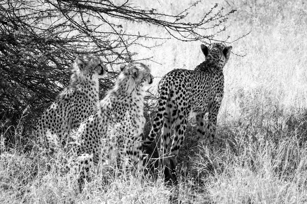 Cheetah Kalhari içinde