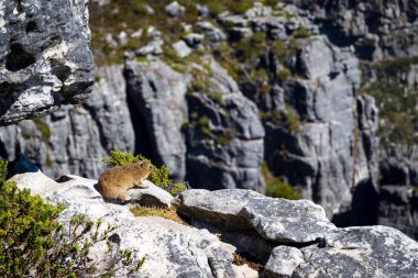 Cape Town 'daki Masa Dağı