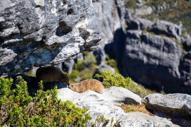Cape Town 'daki Masa Dağı