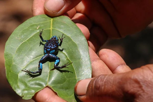 Madagaskar renkli kurbağa