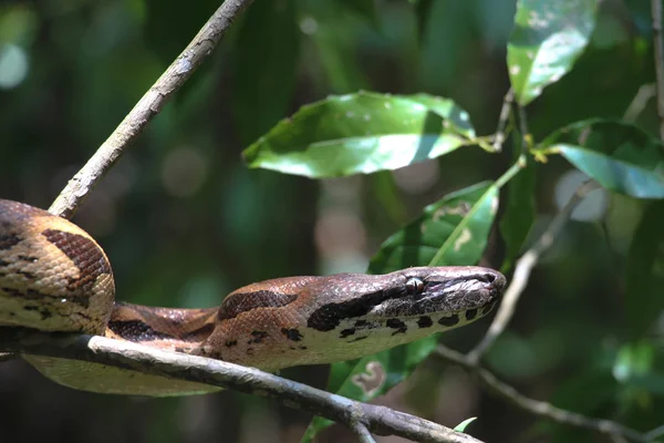 Madagaskar drzewo boa — Zdjęcie stockowe