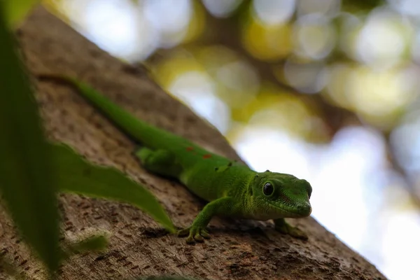 Yeşil kertenkele Gecko