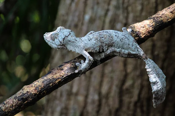 Cameleon Madagaskar 