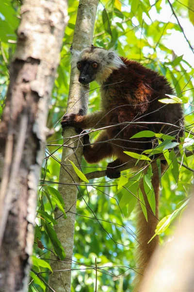 Meraklı olmak Madagaskar'daki halka kuyruklu Maki