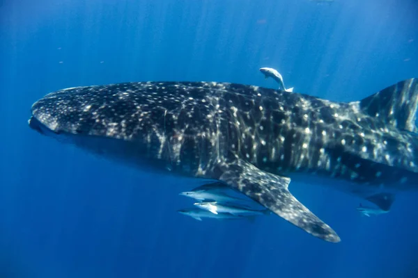 Tubarão-baleia no Oceano Índico — Fotografia de Stock