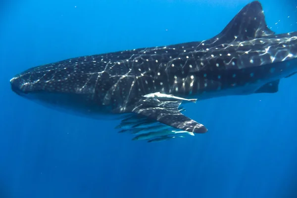 Tiburón ballena en el Océano Índico — Foto de Stock