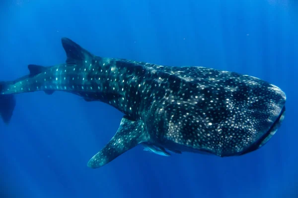 Tiburón ballena en el Océano Índico — Foto de Stock