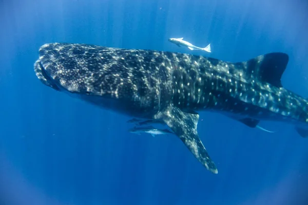 Tubarão-baleia no Oceano Índico — Fotografia de Stock