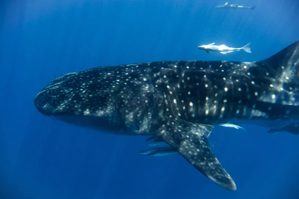 Tubarão-baleia no Oceano Índico — Fotografia de Stock
