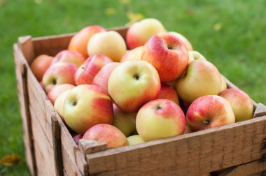 bir sandık içinde elmalar