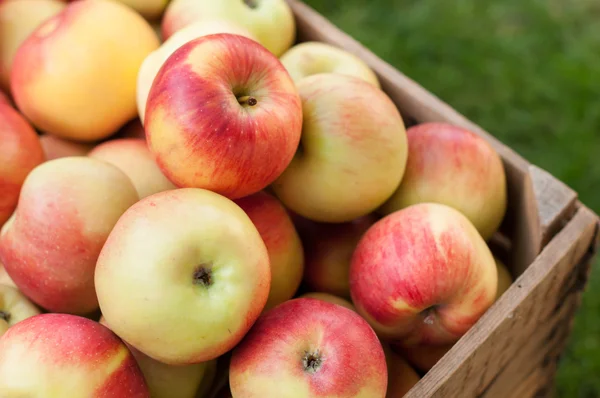 Apples in a crate Stock Photo