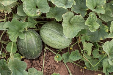 dos melones en un jardín de vegetales