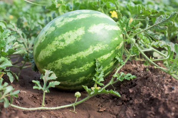 Watermeloen in een tuin — Stockfoto