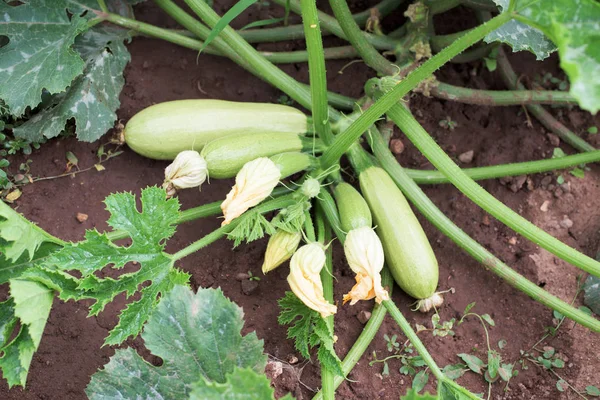 Una planta de calabacín — Foto de Stock