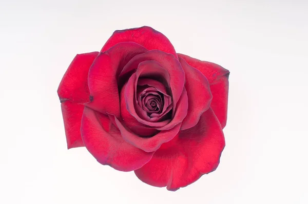 Red rose on white — Stock Photo, Image