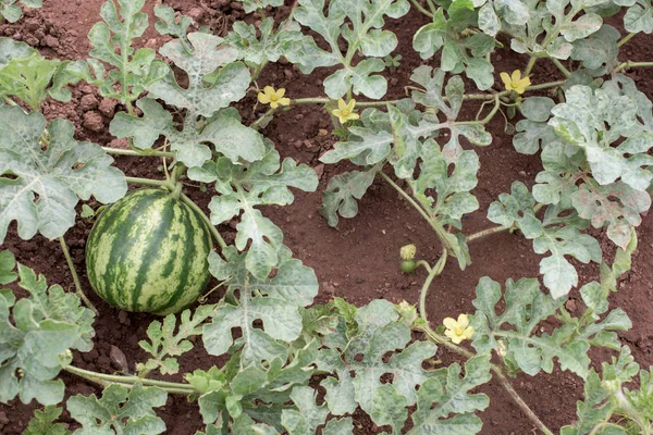 Watermeloen plant met bloesems en fruit — Stockfoto