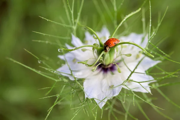 Nyckelpiga på en blomma — Stockfoto