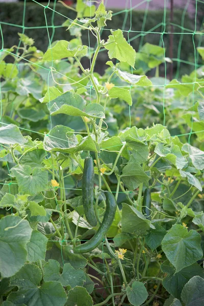 Parte da planta de pepino — Fotografia de Stock