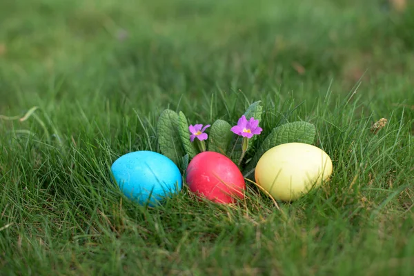 Easter hunt in a grass — Stock Photo, Image