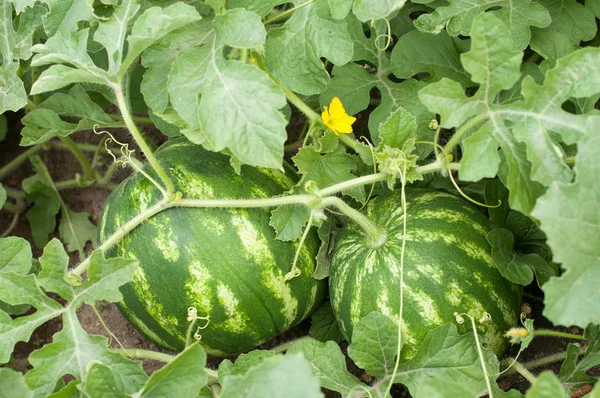 Watermeloen plant in een moestuin — Stockfoto