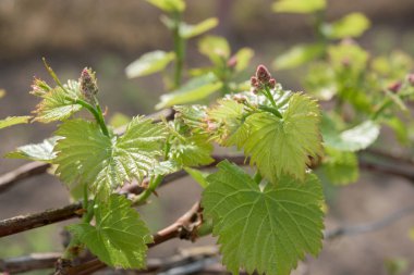 Bahar zamanı - yeni bitki