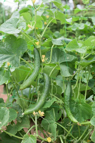 Planta de pepino em horta — Fotografia de Stock