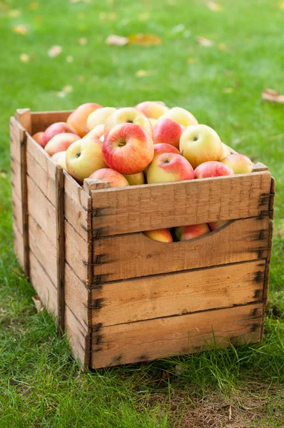 Сбор яблок в деревянном ящике — стоковое фото