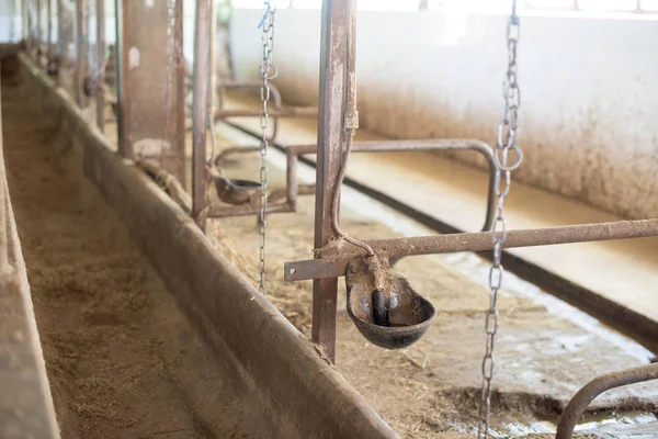 A farm tehén ivó — Stock Fotó