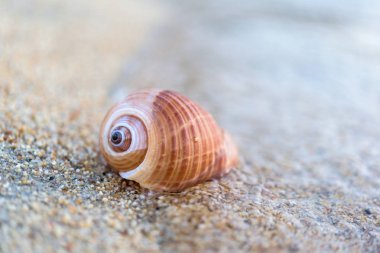 bir kum üzerinde kabuk