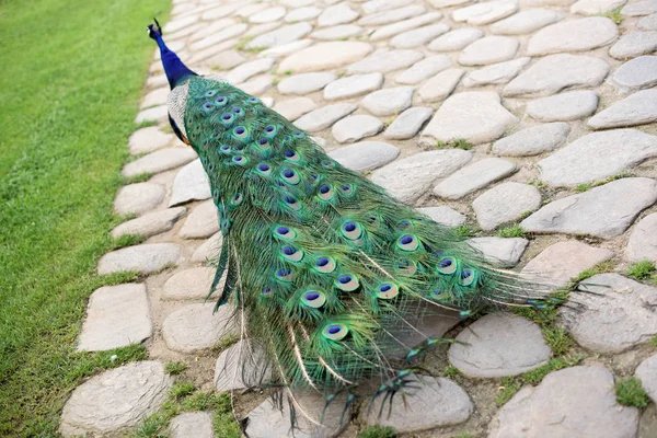 Pavão em um jardim — Fotografia de Stock