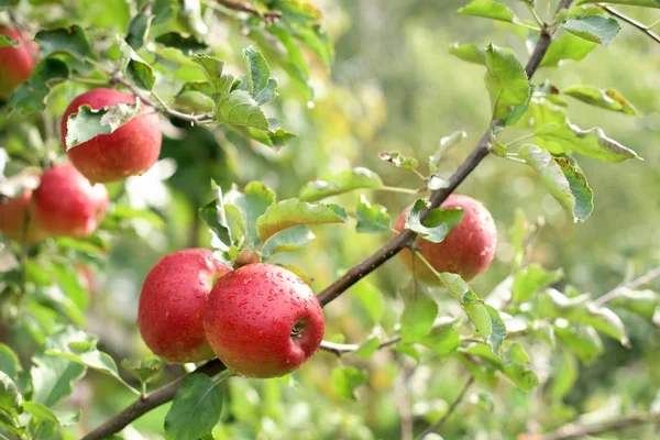 Ağaçtaki kırmızı elmalar — Stok fotoğraf