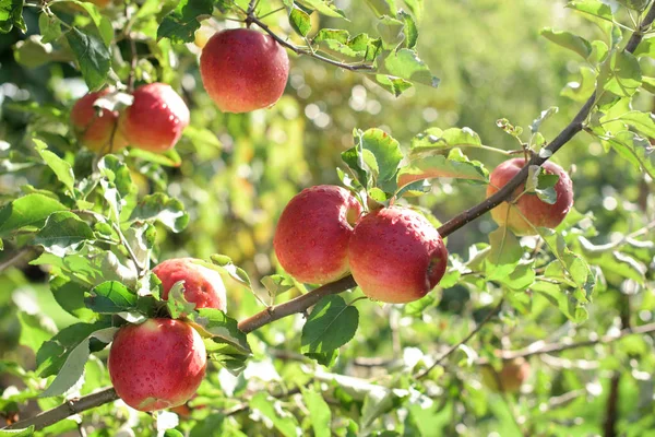 Сочные красные яблоки — стоковое фото