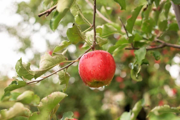 Una manzana en un árbol —  Fotos de Stock