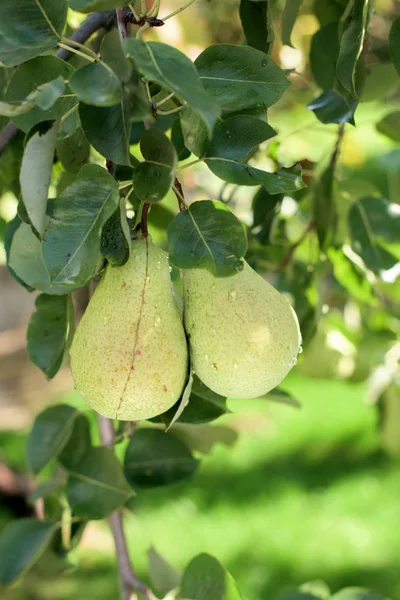 Δυο πράσινα αχλάδια σε ένα υποκατάστημα-μέρος του ένα δέντρο — Φωτογραφία Αρχείου